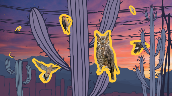 An illustration of a desert landscape at sunset with photos of gila woodpeckers, a great horned owl and mourning doves