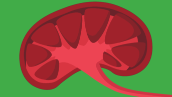 Green background with a kidney on its side