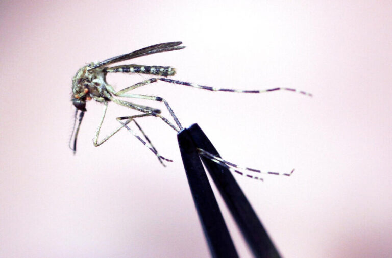 Mosquito in Kingston tests positive for EEE in first case of the season