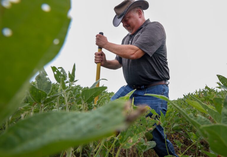 A Pike County farm is patient zero for a ‘rapid kill’ soybean disease. Solutions prove elusive.