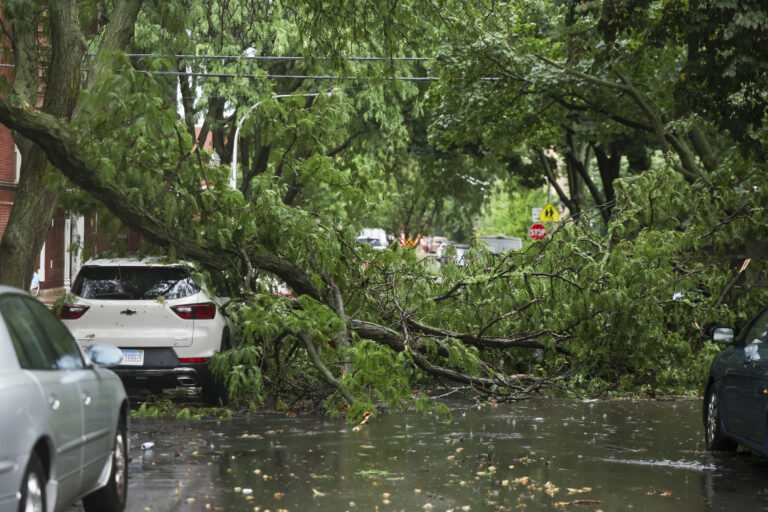Protecting mature trees from storms and disease can reduce Chicago deaths, study finds Protecting mature trees from storms and disease can reduce Chicago deaths, study finds
