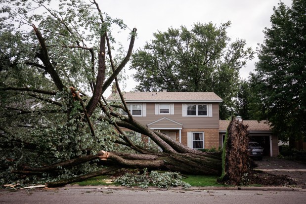 A storm-damaged tree on 187th Street in Homewood, Aug. 11, 2026. (E. Jason Wambsgans/Chicago Tribune)