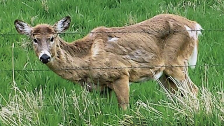 Stillwater deer confirmed positive for chronic wasting disease
