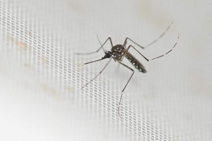 VDH investigating dengue virus in Northern Virginia, first-ever documented case of virus being acquired locally VDH investigating dengue virus in Northern Virginia, first-ever documented case of virus being acquired locally