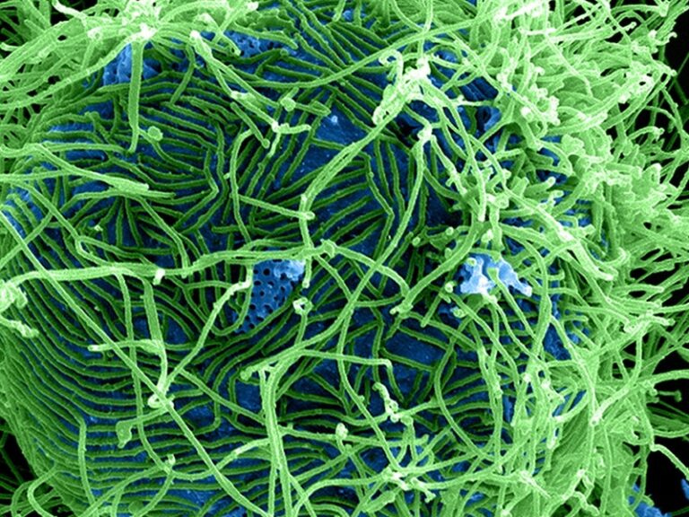New studies to test whether existing Ebola vaccines can generate immune responses to Bundibugyo ebolavirus New studies to test whether existing Ebola vaccines can generate immune responses to Bundibugyo ebolavirus