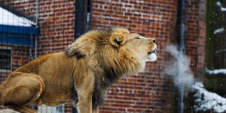Potter Park Zoo announces death of 19-year
