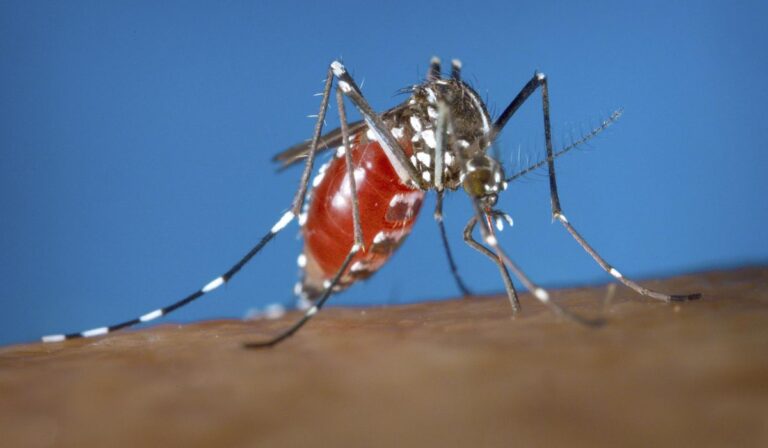 Cases rising of mosquito