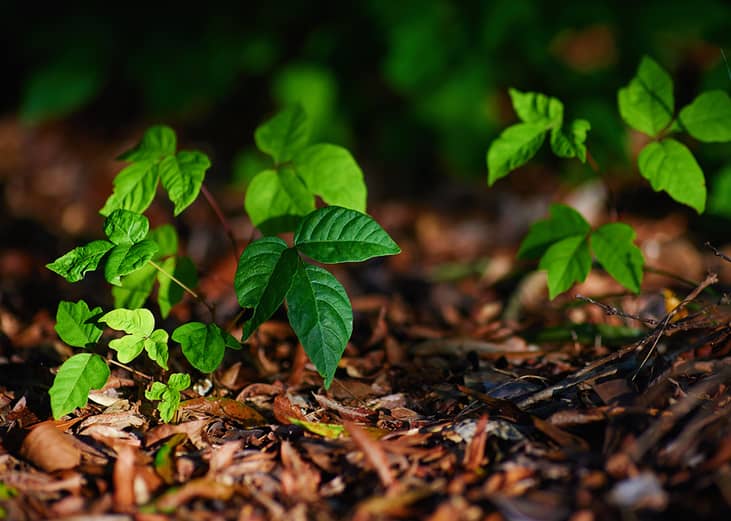 Stalks of a poison ivy plant growing in a garden.