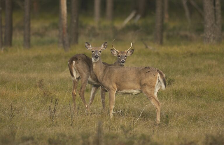 Chronic wasting disease found in farmed deer in 3 Michigan counties