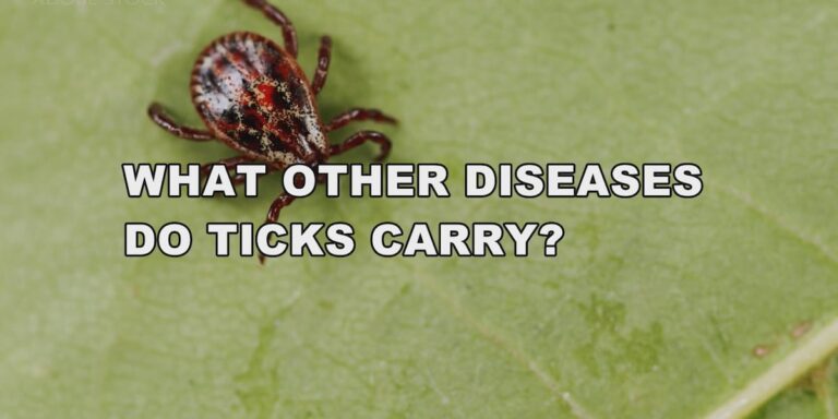 Ticks and Lyme disease: What you need to know