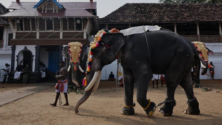 Not delving into religious rights, only dealing with well-being and health of captive elephants, Supreme Court says Not delving into religious rights, only dealing with well-being and health of captive elephants, Supreme Court says