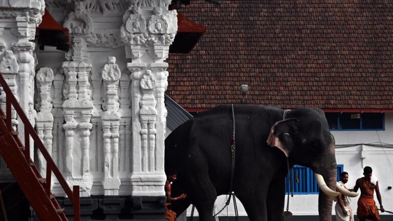 Not delving into religious rights, but only dealing with wellbeing, health of captive elephants, SC says