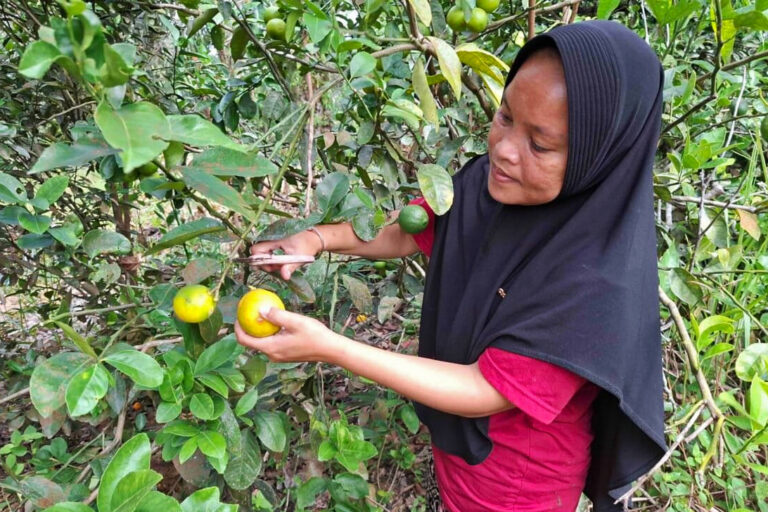 Ernita, farmer and member of women’s group Perbani, grows citrus trees on the perimeter of her oil palm farm, on the buffer zone of Tesso Nilo National Park, to drive away elephants. Image by Suryadi/Mongabay Indonesia.