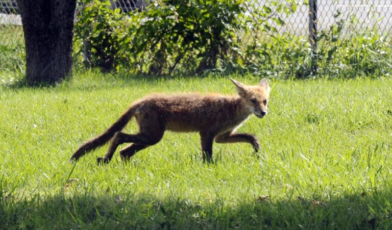 Rabid fox found in Alabama prompts public health alert Rabid fox found in Alabama prompts public health alert