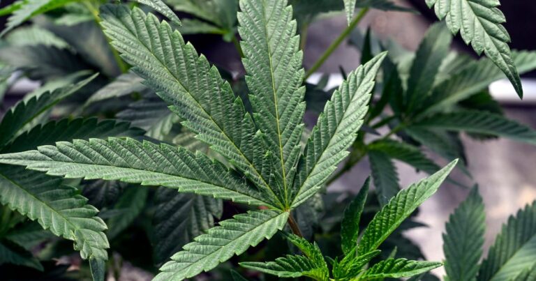 Illinois adds two conditions to medical cannabis program
