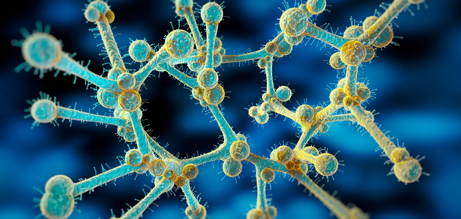 An illustration of Candida auris. The emerging species of yeast is spreading throughout the U.S.