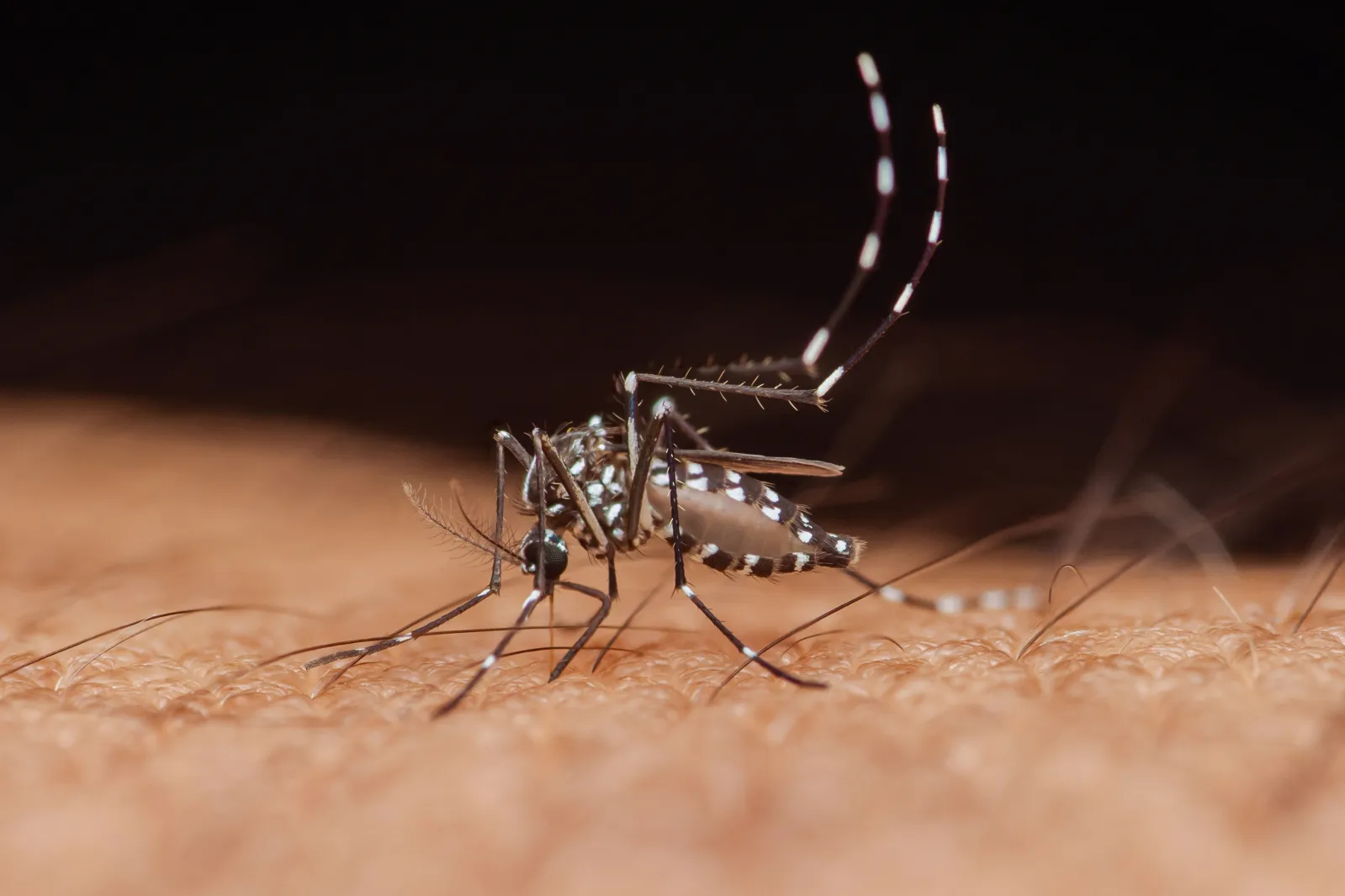 A close-up of an Asian tiger mosquito sucking blood from human skin. West Nile virus cases have been reported in 32 states this year, according to the CDC.