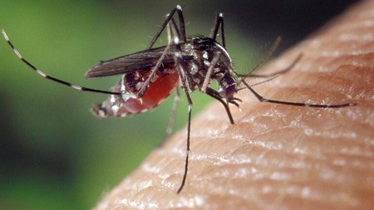 Arcadia reports first West Nile virus case of year Arcadia reports first West Nile virus case of year