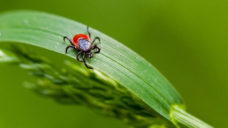 You Can Now Test Ticks for Lyme Disease