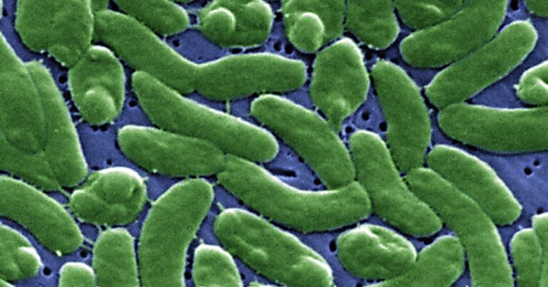 Flesh-eating bacteria in Florida: Second person dies from Vibrio vulnificus
