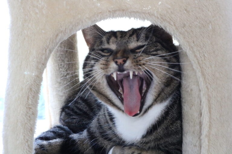 Why talking to your cat could reveal important clues about human wellbeing