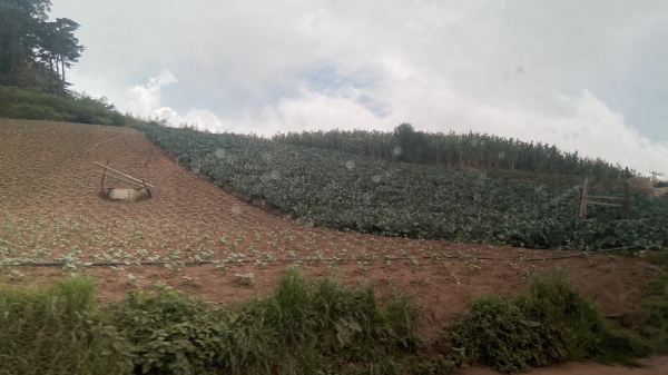 Cornfield in Guatemala