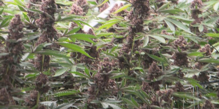 Illinois medical cannabis program expands to cover two more conditions