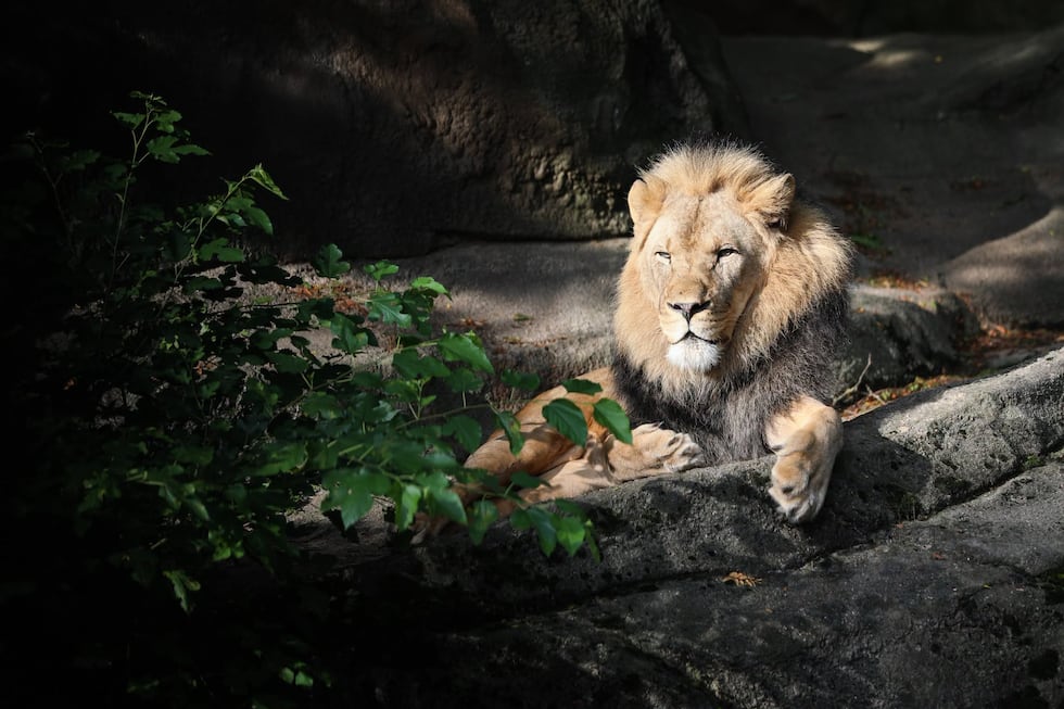 Potter Park Zoo lion dies after severe spinal disease