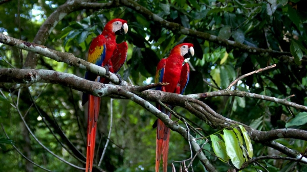 A wild nesting pair of scarlet macaws perched on a tree branch.