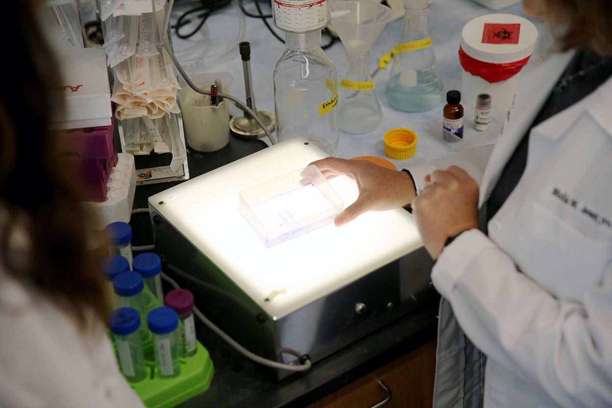 Researchers examine a petri dish on an illuminated light box in a lab.