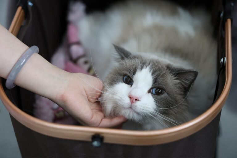 You Won’t Believe How Long the Oldest Cat in History Lived—And the Longevity Tricks His Owner Swore By You Won’t Believe How Long the Oldest Cat in History Lived—And the Longevity Tricks His Owner Swore By