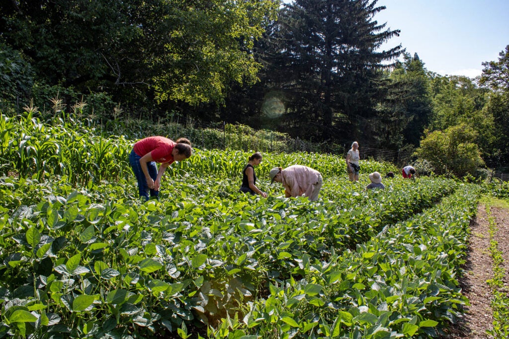 People tend to crops in a field at Mort Brooks Memorial Farm