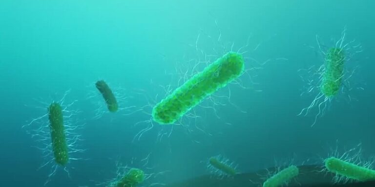 A dozen Vibrio cases reported statewide, five deaths tied to flesh A dozen Vibrio cases reported statewide, five deaths tied to flesh