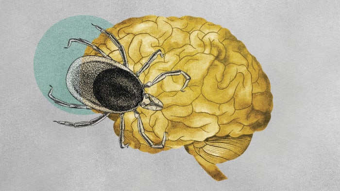 ‘Rabbit fever’: Health officials warn of rare tick-borne illness that can cause severe illness ‘Rabbit fever’: Health officials warn of rare tick-borne illness that can cause severe illness