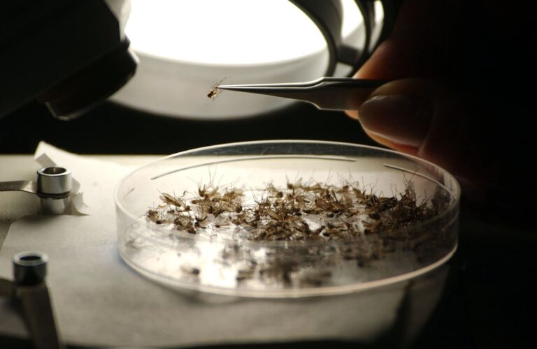 State public health officials detect EEE in mosquito samples from Kingston