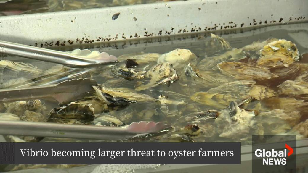 Click to play video: 'Parasites impacting oysters are hurting seafood distributors'