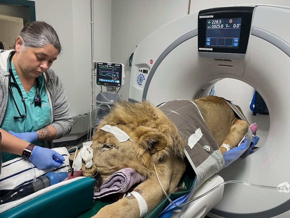 Potter Park Zoo lion taken off exhibit after spinal disease diagnosis
