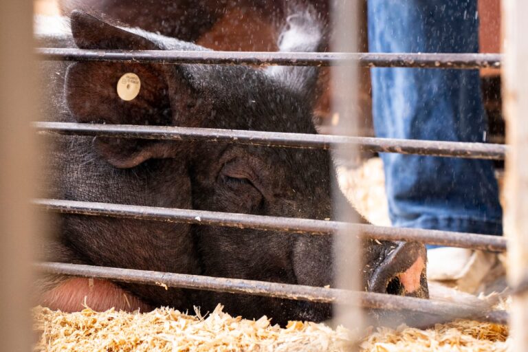 Human case of swine flu confirmed in exhibitor at Kent County Youth Fair