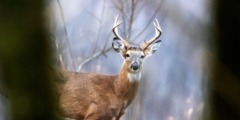 South Dakota wildlife officials ask public to report dead deer as hemorrhagic disease spreads