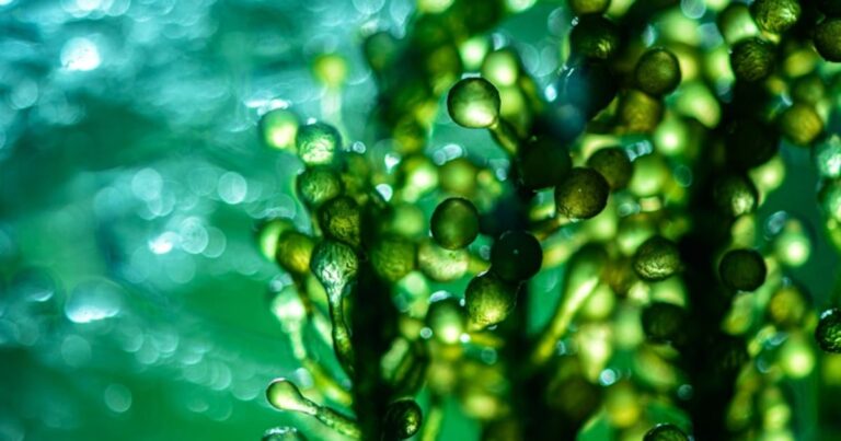 Microalga extract shows promise for fatigue through mitochondrial function