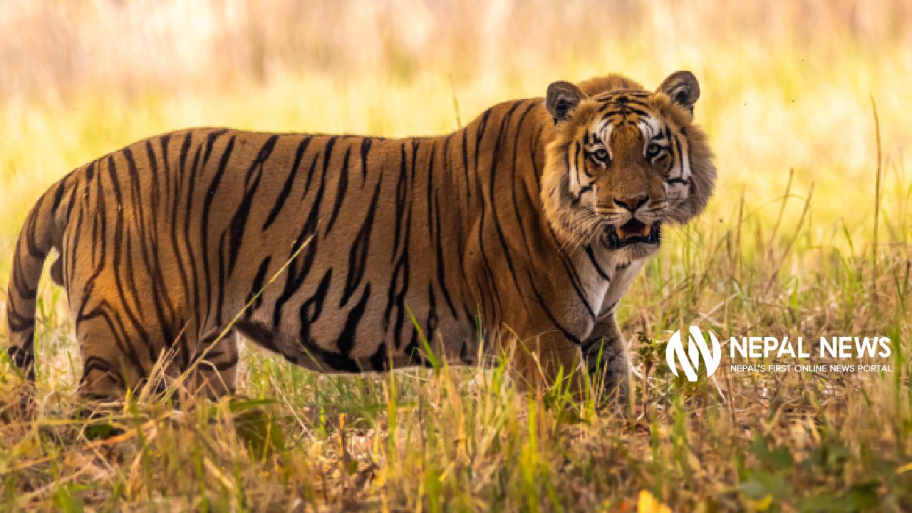 Nepal’s tiger population reaches record 429: What the new national survey reveals