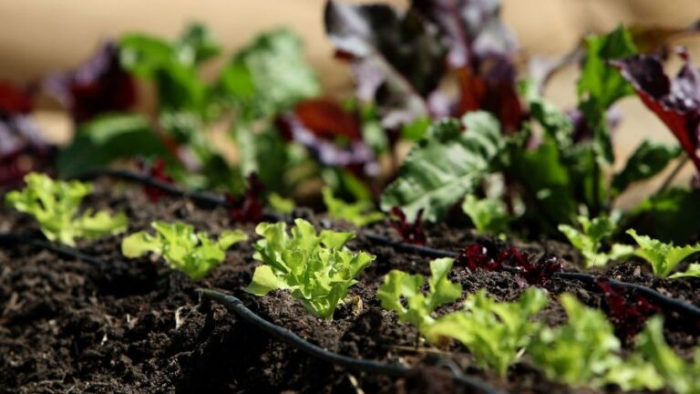 ‘I’m not liking the way we’re trending’: Hosts debate growing their own food amid safety fears 'I'm not liking the way we're trending': Hosts debate growing their own food amid safety fears