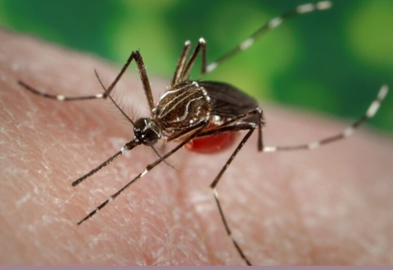 West Nile virus activity in California at five West Nile virus activity in California at five