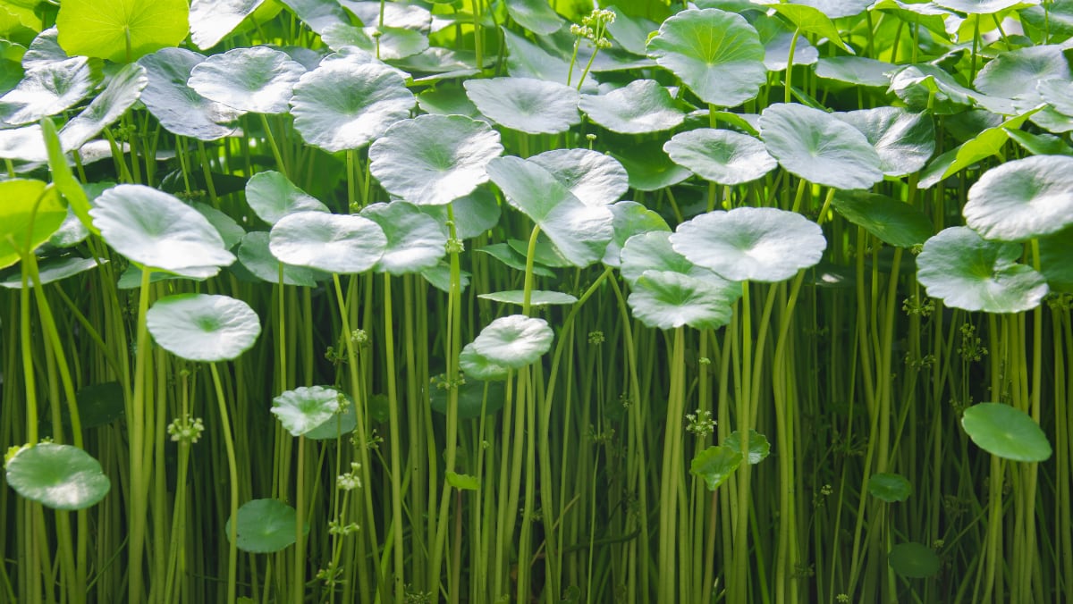 Monograph-on-South-East-Asian-plant-explores-potential-skin-heart-and-brain-health-applications.jpg