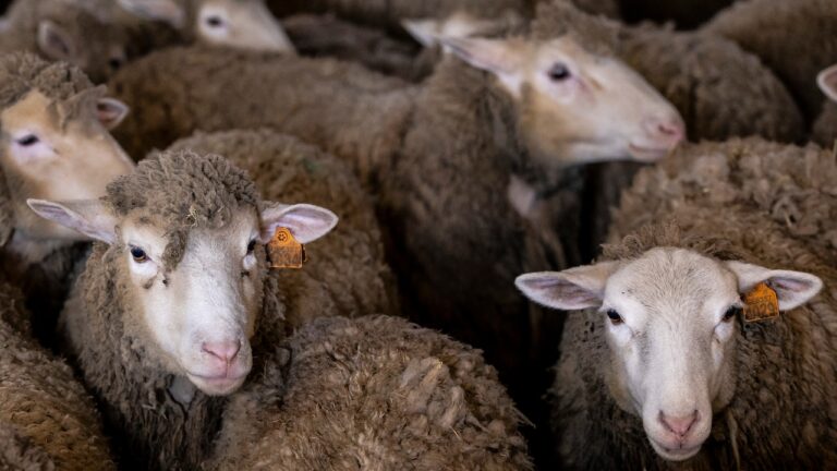 Fatal prion disease found in Oregon sheep, first US case in 5 years Fatal prion disease found in Oregon sheep, first US case in 5 years