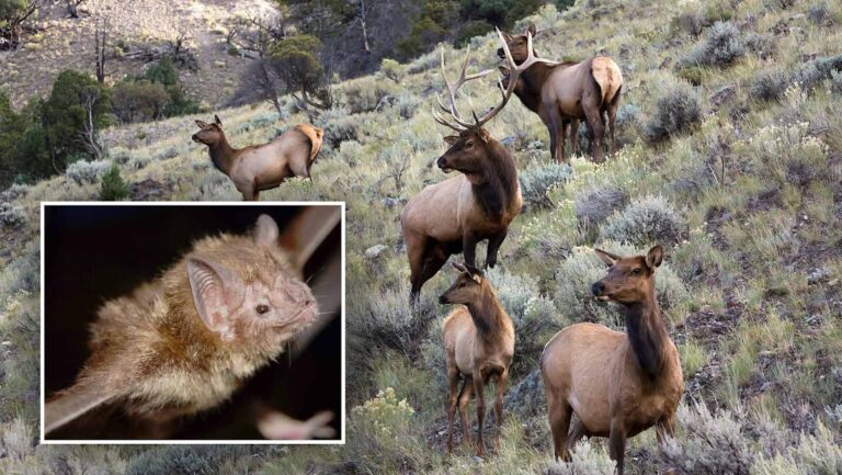 Biologists Concerned Vampire Bats Could Transmit Chronic Wasting Disease To Cattle, Humans Biologists Concerned Vampire Bats Could Transmit Chronic Wasting Disease To Cattle, Humans