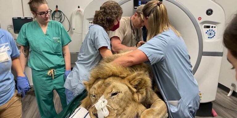 Potter Park Zoo lion taken off exhibit after spinal disease diagnosis Potter Park Zoo lion taken off exhibit after spinal disease diagnosis