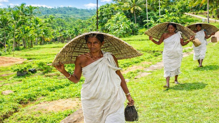 Silent health crisis in Kerala's tribal communities: One in two adults live with multiple chronic diseases