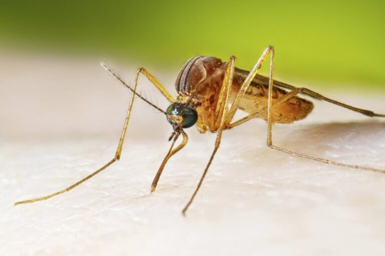 Maryland reports 1st human case of West Nile virus this year