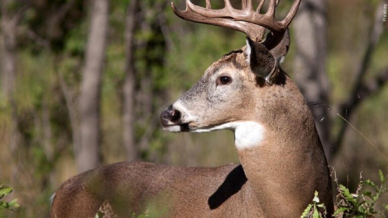 Deer in Stillwater confirmed to have had chronic wasting disease before death Deer in Stillwater confirmed to have had chronic wasting disease before death